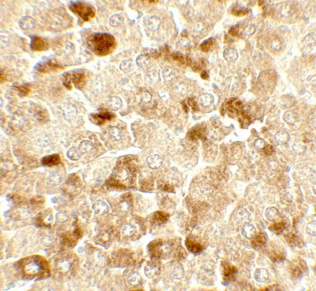 UBIAD1 Antibody in Immunohistochemistry (Paraffin) (IHC (P))