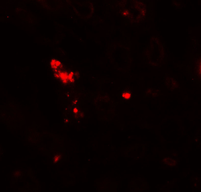 NOX3 Antibody in Immunohistochemistry (Paraffin) (IHC (P))