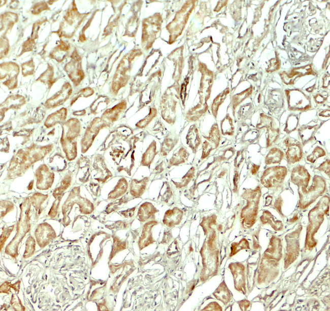 NOX3 Antibody in Immunohistochemistry (Paraffin) (IHC (P))