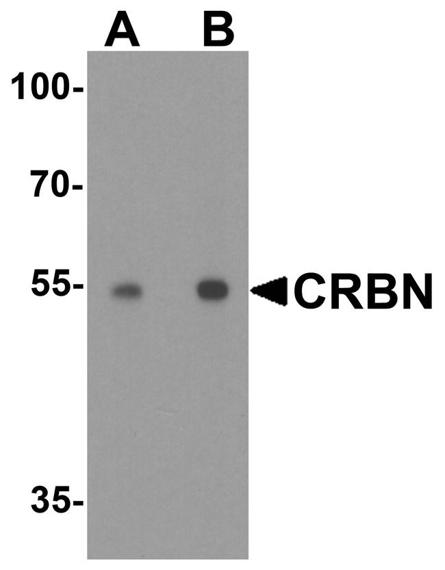CRBN Antibody in Western Blot (WB)