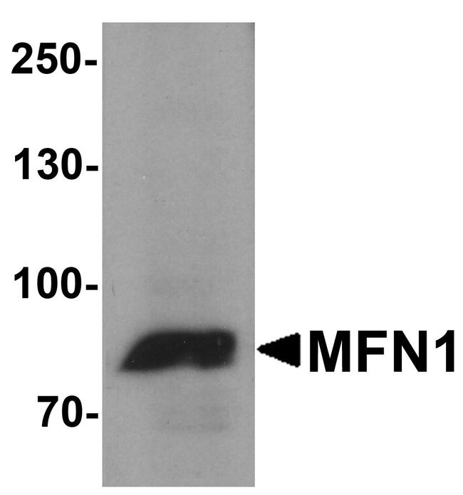MFN1 Antibody in Western Blot (WB)