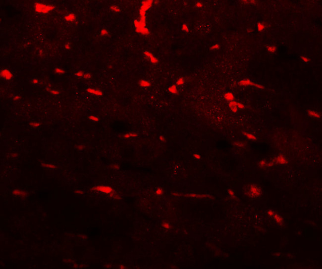 PDCL3 Antibody in Immunohistochemistry (Paraffin) (IHC (P))