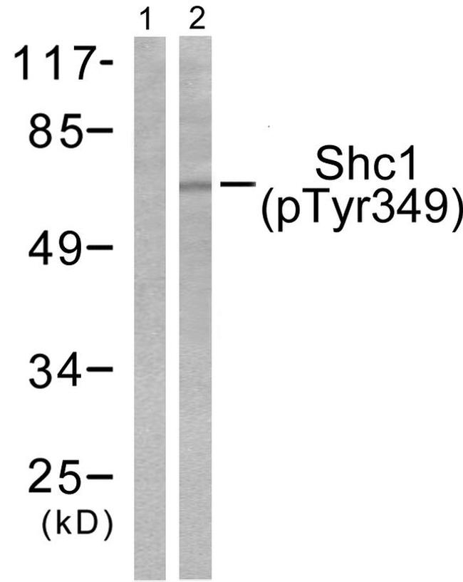 Phospho-SHC (Tyr349) Antibody in Western Blot (WB)