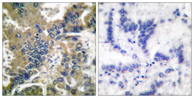 Caspase 1 (Cleaved Asp210) Antibody in Immunohistochemistry (Paraffin) (IHC (P))