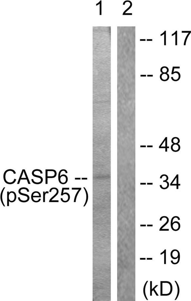 Phospho-Caspase 6 (Ser257) Antibody in Western Blot (WB)