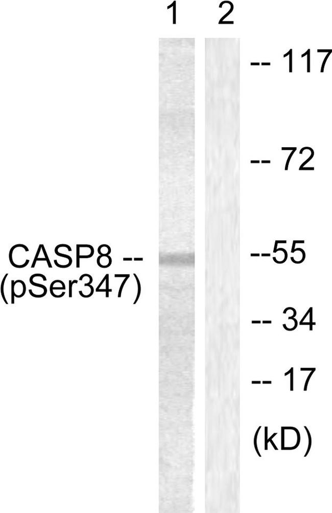 Phospho-Caspase 8 (Ser347) Antibody in Western Blot (WB)