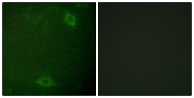 Phospho-IRAK1 (Thr387) Antibody in Immunocytochemistry (ICC/IF)