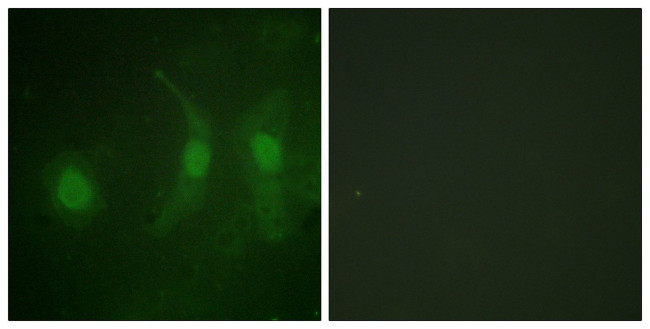 Phospho-IRF3 (Ser385) Antibody in Immunocytochemistry (ICC/IF)