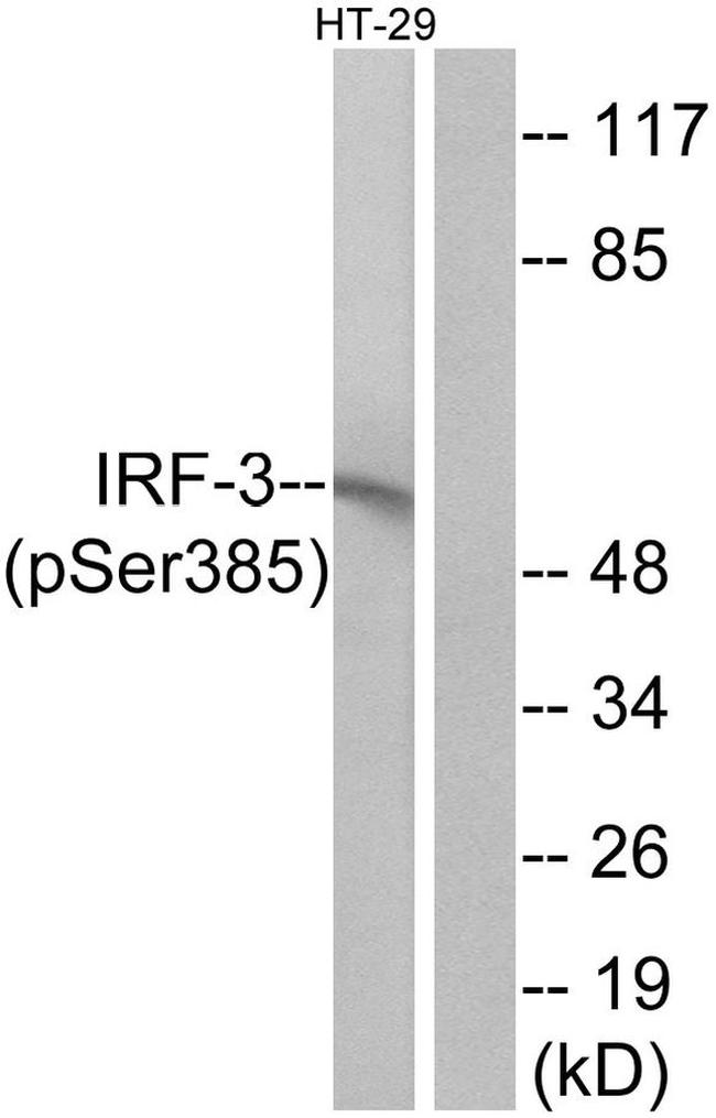 Phospho-IRF3 (Ser385) Antibody in Western Blot (WB)