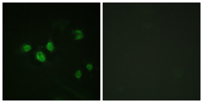 Phospho-SP1 (Thr453) Antibody in Immunocytochemistry (ICC/IF)