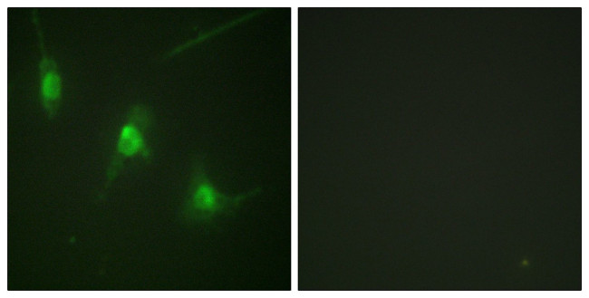 Phospho-MSK1 (Ser360) Antibody in Immunocytochemistry (ICC/IF)