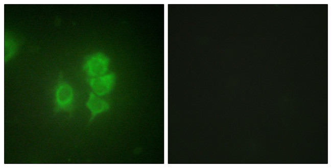 MSK1 Antibody in Immunocytochemistry (ICC/IF)