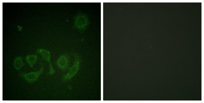 Phospho-GAB1 (Tyr659) Antibody in Immunocytochemistry (ICC/IF)
