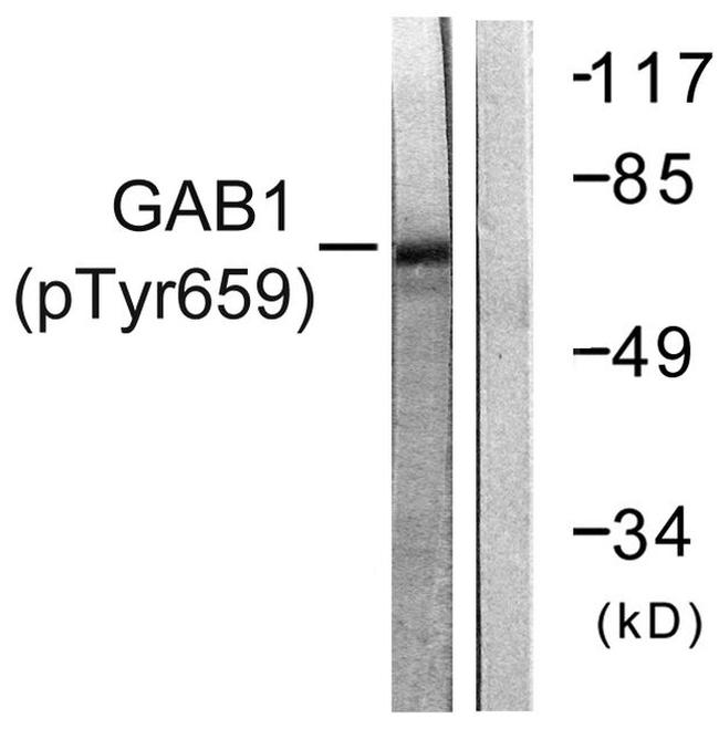 Phospho-GAB1 (Tyr659) Antibody in Western Blot (WB)