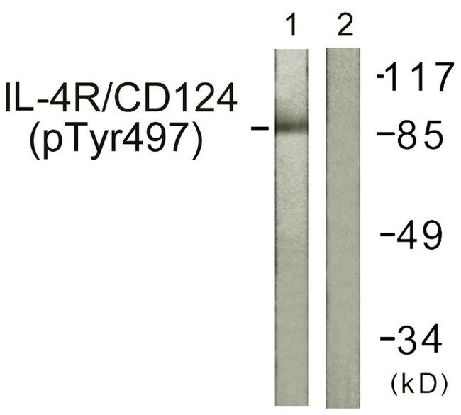 Phospho-IL4R (Tyr497) Antibody in Western Blot (WB)