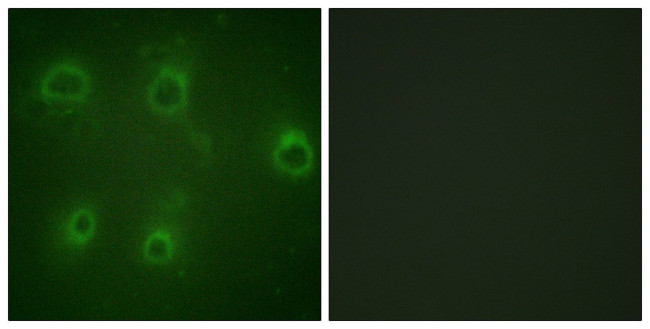 Phospho-CXCR2 (Ser347) Antibody in Immunocytochemistry (ICC/IF)