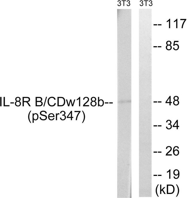 Phospho-CXCR2 (Ser347) Antibody in Western Blot (WB)