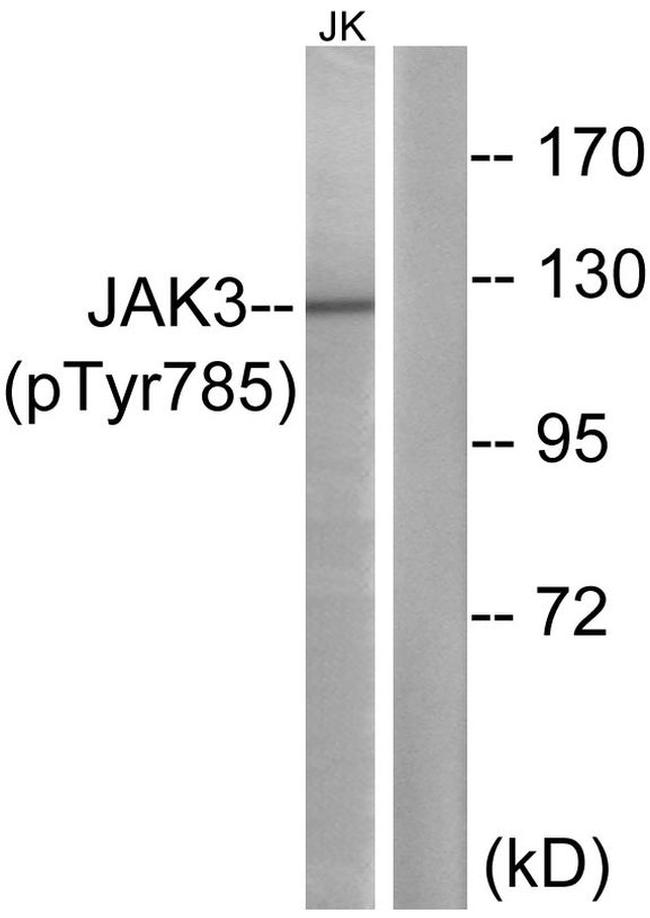 Phospho-JAK3 (Tyr785) Antibody in Western Blot (WB)