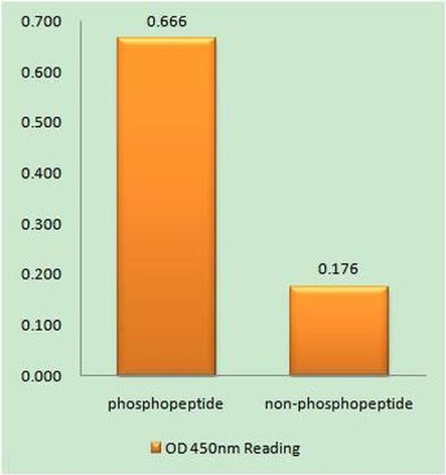 Phospho-TERT (Ser227) Antibody in peptide-ELISA (pep-ELISA)