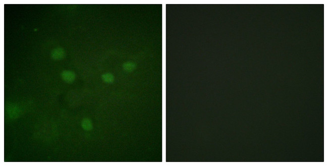 Phospho-NFAT5 (Ser1197) Antibody in Immunocytochemistry (ICC/IF)