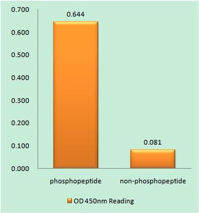 Phospho-NFAT5 (Ser1197) Antibody in peptide-ELISA (pep-ELISA)