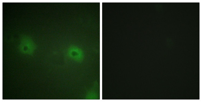 STAM2 Antibody in Immunocytochemistry (ICC/IF)