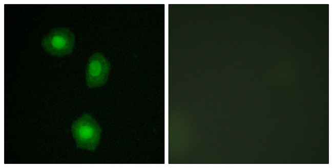 MSK1 Antibody in Immunocytochemistry (ICC/IF)