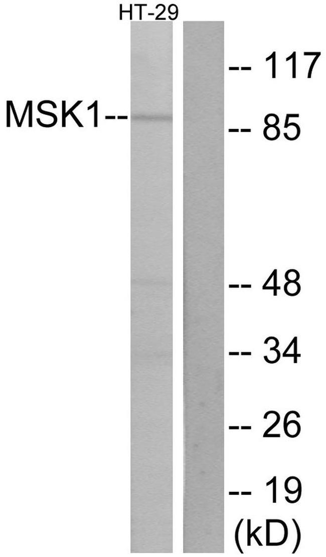 MSK1 Antibody in Western Blot (WB)