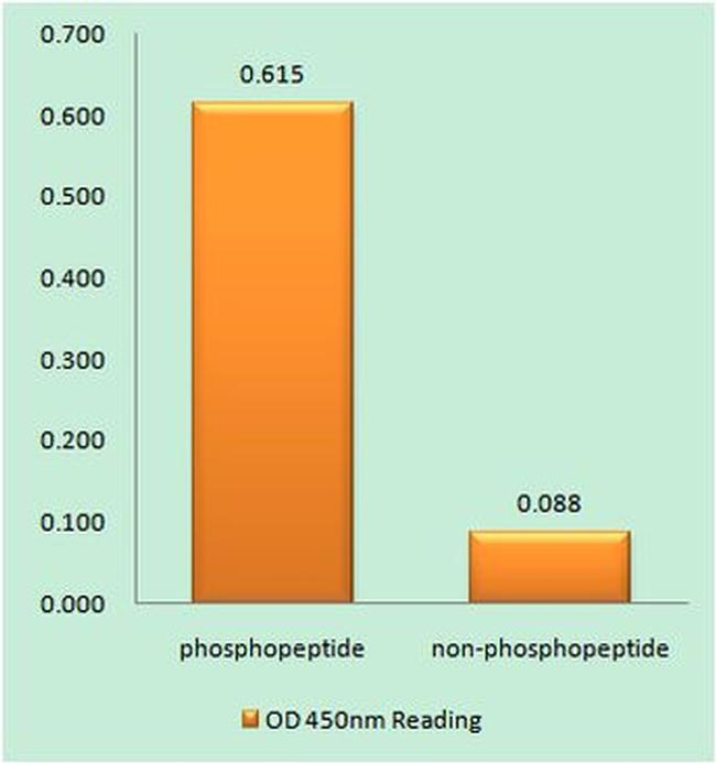 Phospho-Caspase 8 (Tyr380) Antibody in peptide-ELISA (pep-ELISA)