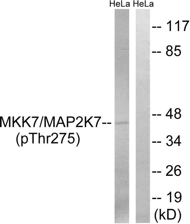 Phospho-MEK7 (Thr275) Antibody in Western Blot (WB)