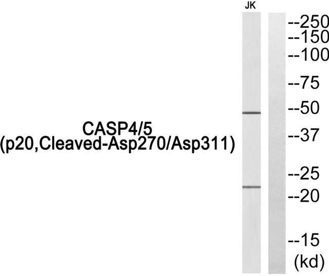 Caspase 4/5 p20 (Cleaved Asp270, Asp311) Antibody in Western Blot (WB)