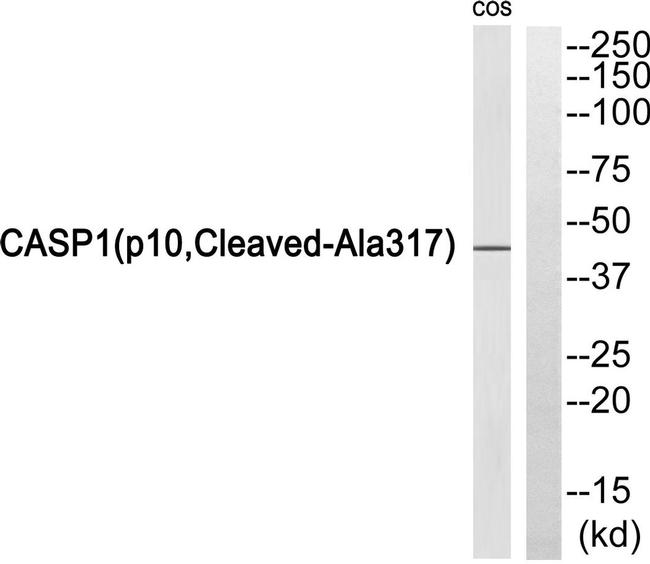Caspase 1 p10 (Cleaved Ala317) Antibody in Western Blot (WB)