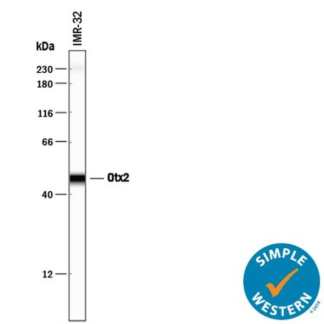 OTX2 Antibody in Western Blot (WB)