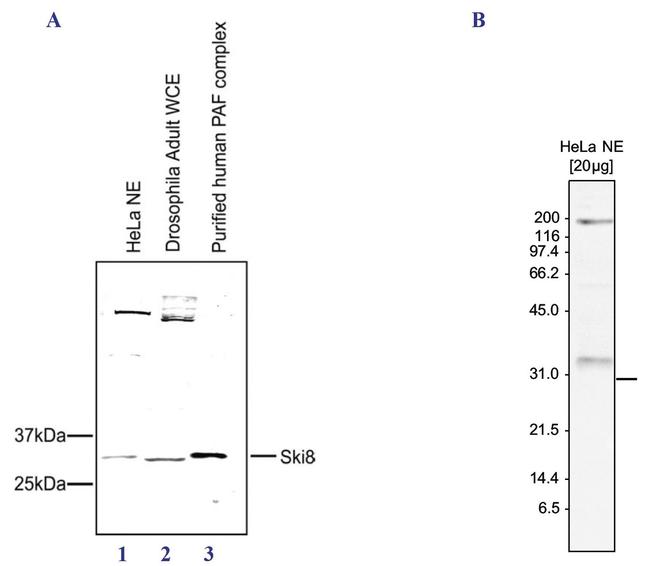 WDR61 Antibody in Western Blot (WB)