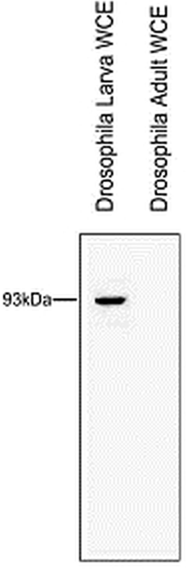 RTF1 Antibody in Western Blot (WB)