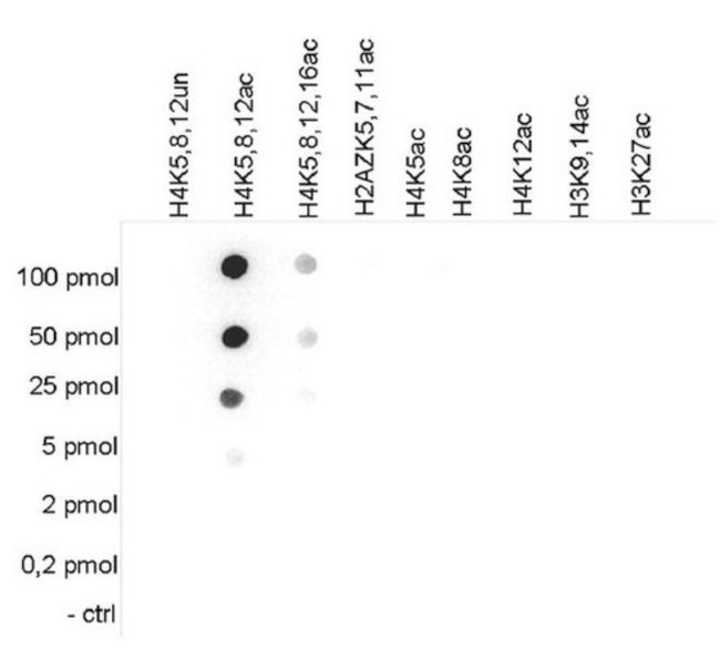 H4ac pan-acetyl (K5,K8,K12) Antibody