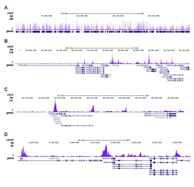 H4ac pan-acetyl (K5,K8,K12) Antibody in ChIP-Sequencing (ChIP-seq)