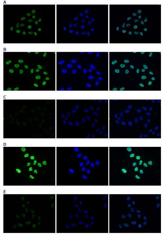 H4ac pan-acetyl (K5,K8,K12) Antibody in Immunocytochemistry (ICC/IF)