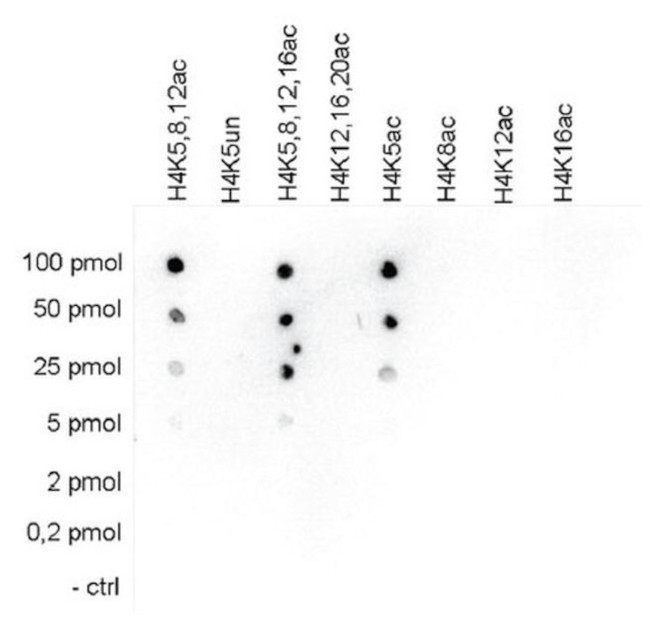 H4K5ac Antibody