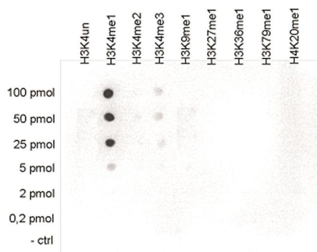 H3K4me1 Antibody