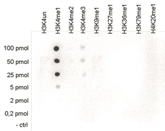 H3K4me1 Antibody in Peptide array (ARRAY)