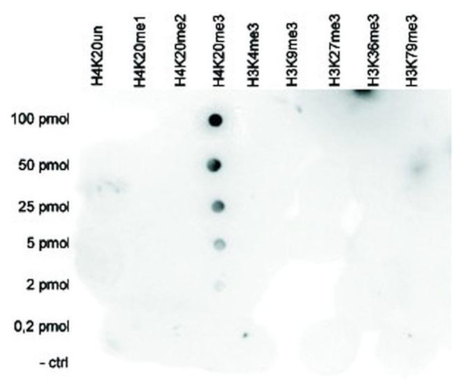 H4K20me3 Antibody