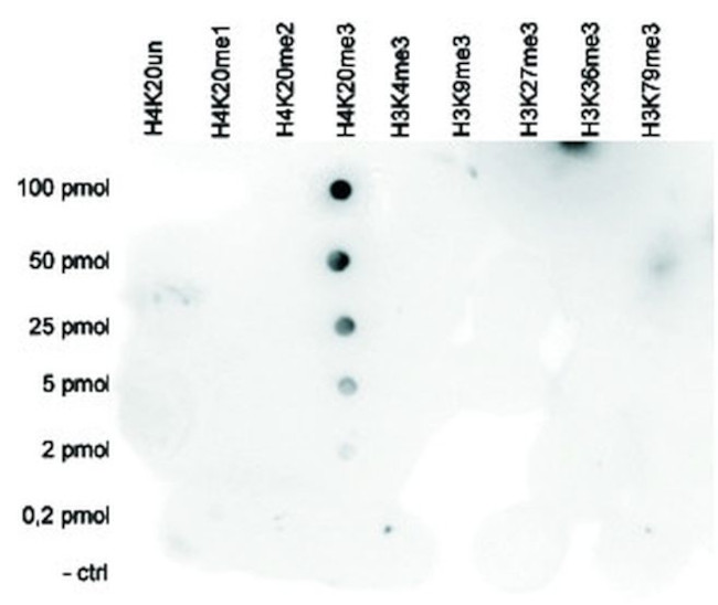 H4K20me3 Antibody in Peptide array (ARRAY)