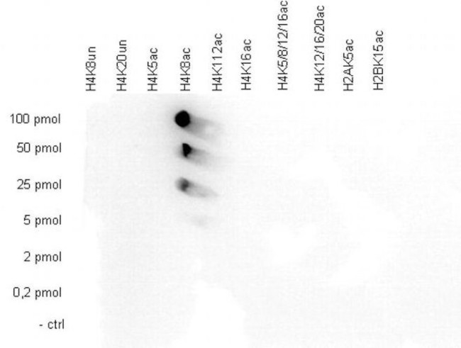 H4K8ac Antibody