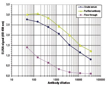 H4K8ac Antibody in ELISA (ELISA)