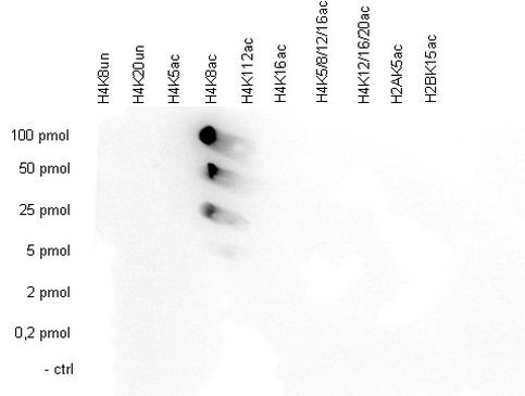 H4K8ac Antibody in Peptide array (ARRAY)