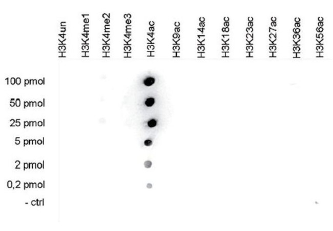 H3K4ac Antibody