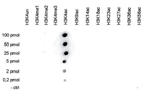 H3K4ac Antibody in Peptide array (ARRAY)