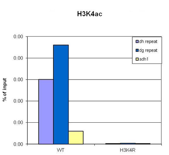 H3K4ac Antibody in ChIP Assay (ChIP)