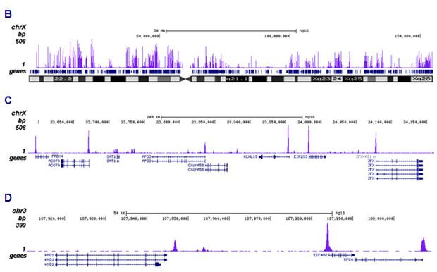 H2A.Zac pan-acetyl (K4,K7,K11) Antibody in ChIP-Sequencing (ChIP-seq)